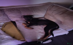 Doberman Pinscher dogs for sale: Fierren - Image 3