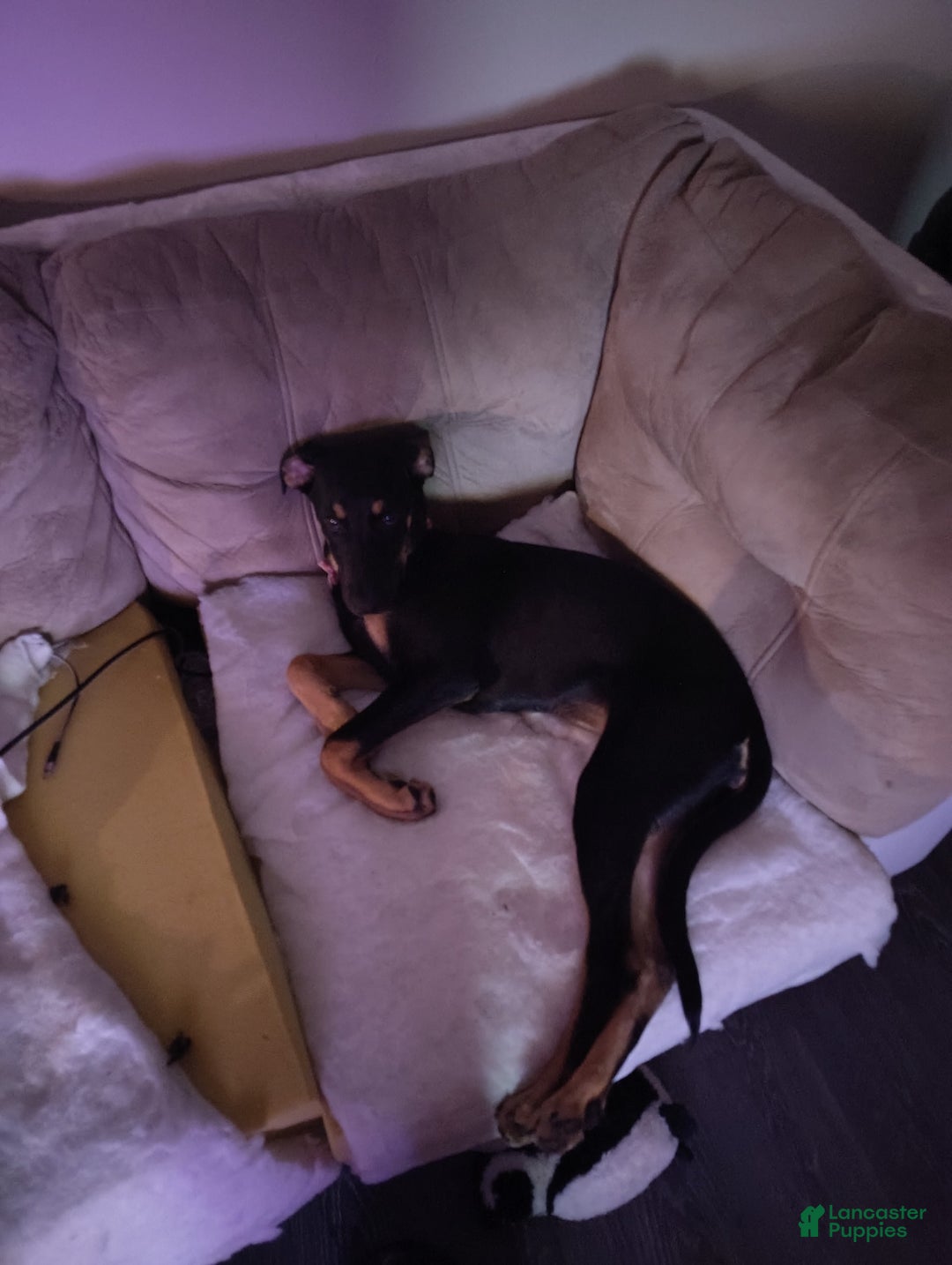 Doberman Pinscher dogs for sale: Fierren - Image 3
