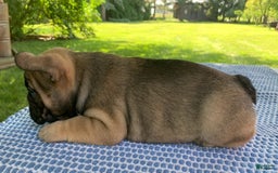 French Bulldog dogs for sale: Gigi - Image 3