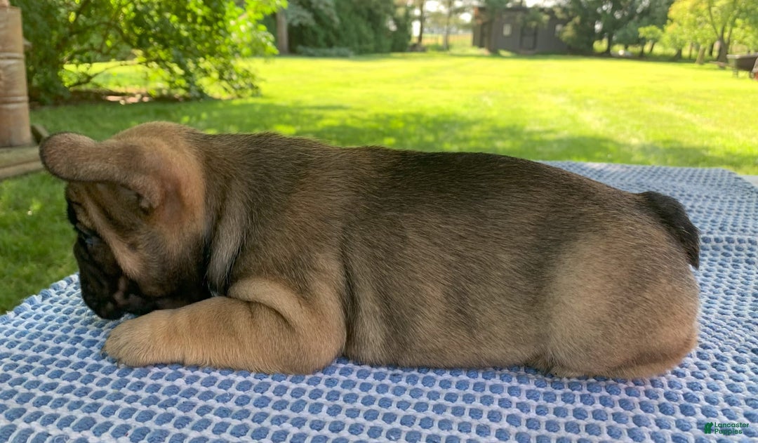 French Bulldog dogs for sale: Gigi - Image 3