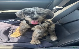 Goldendoodle dogs for sale: Armani - Image 3