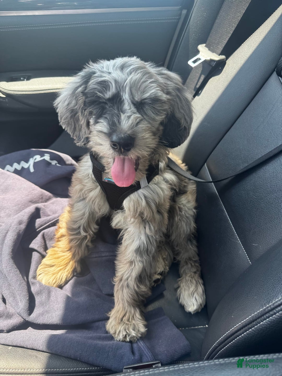 Goldendoodle dogs for sale: Armani - Image 3