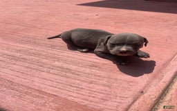 American Bully dogs for sale: Cleo - Image 2