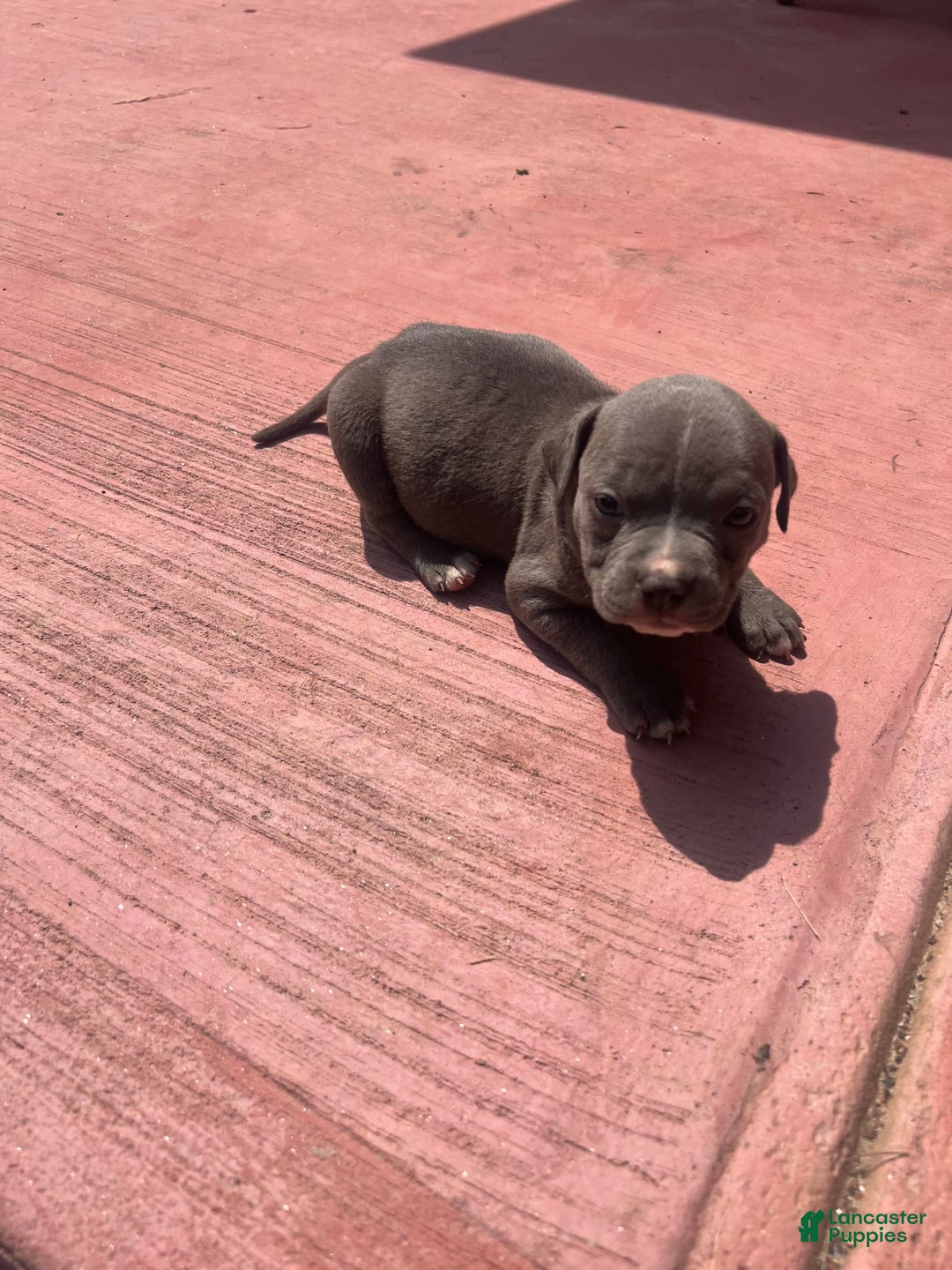 American Bully dogs for sale: Cleo - Image 2