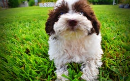 Havapoo dogs for sale: Bella - Image 10