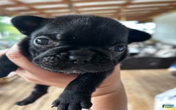 French Bulldog dogs for sale: Peaches - Image 1