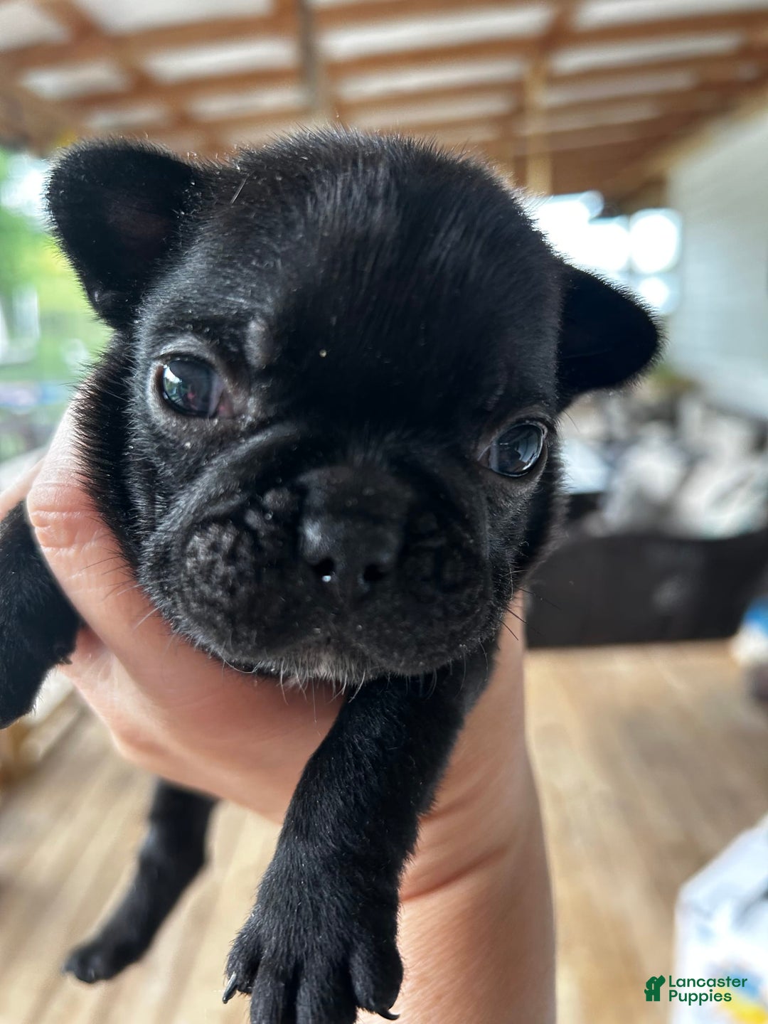 French Bulldog dogs for sale: Peaches - Image 1