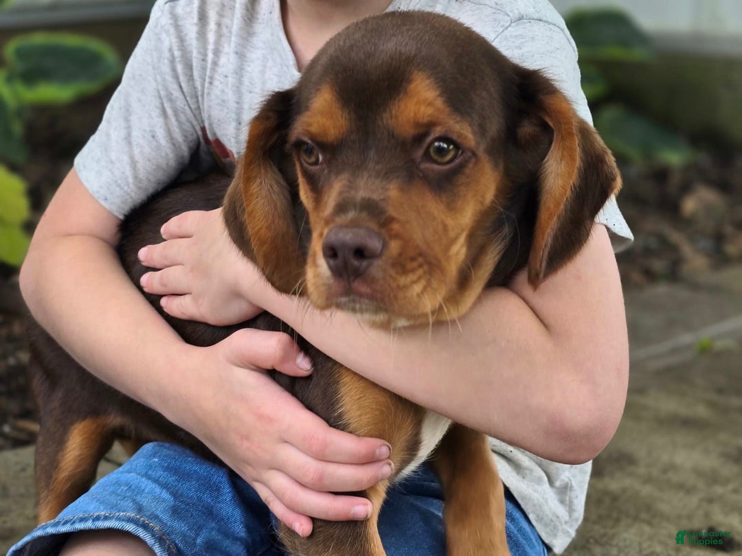 Beaglier dogs for sale: Wrangler - Image 7