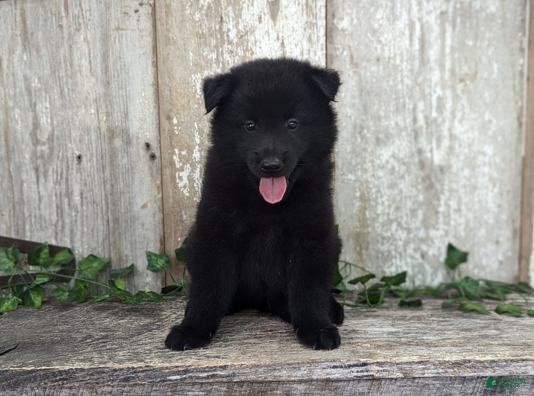 categoriesInfo:categoryAttributeOptions.pets.dogs.breed.belgianGroenendael dogs for sale: Jasper - Image 4