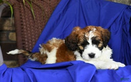 Saint Berdoodles dogs for sale: Lulu - Image 2