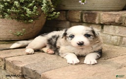 Border Collie dogs for sale: Macy - Image 4