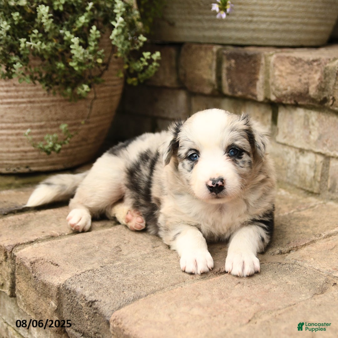 Border Collie dogs for sale: Macy - Image 4