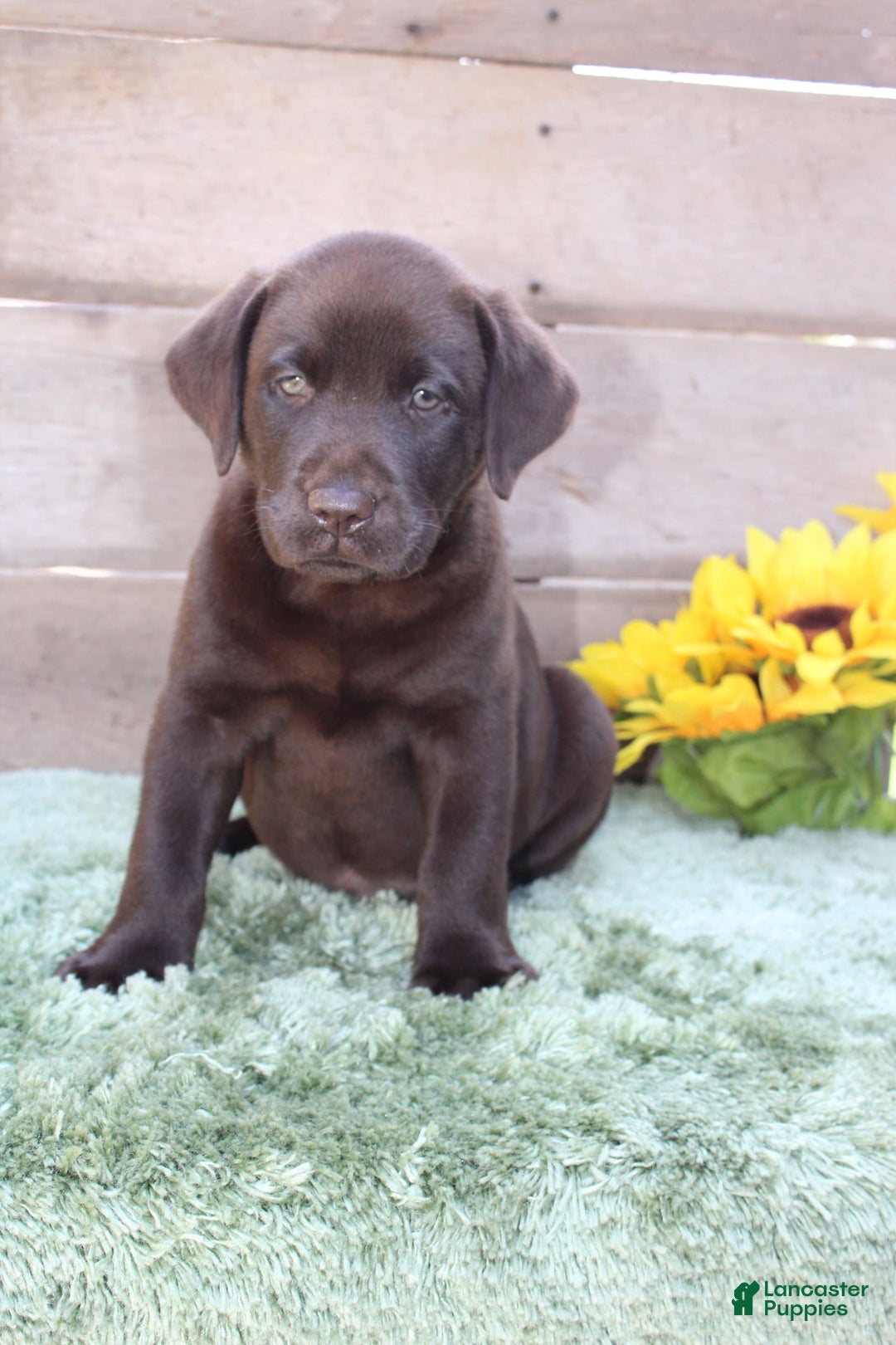 Labrador Retriever dogs for sale: Corky - Image 7