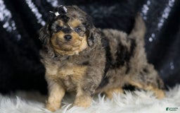 Mini Goldendoodle dogs for sale: Remington - Image 5