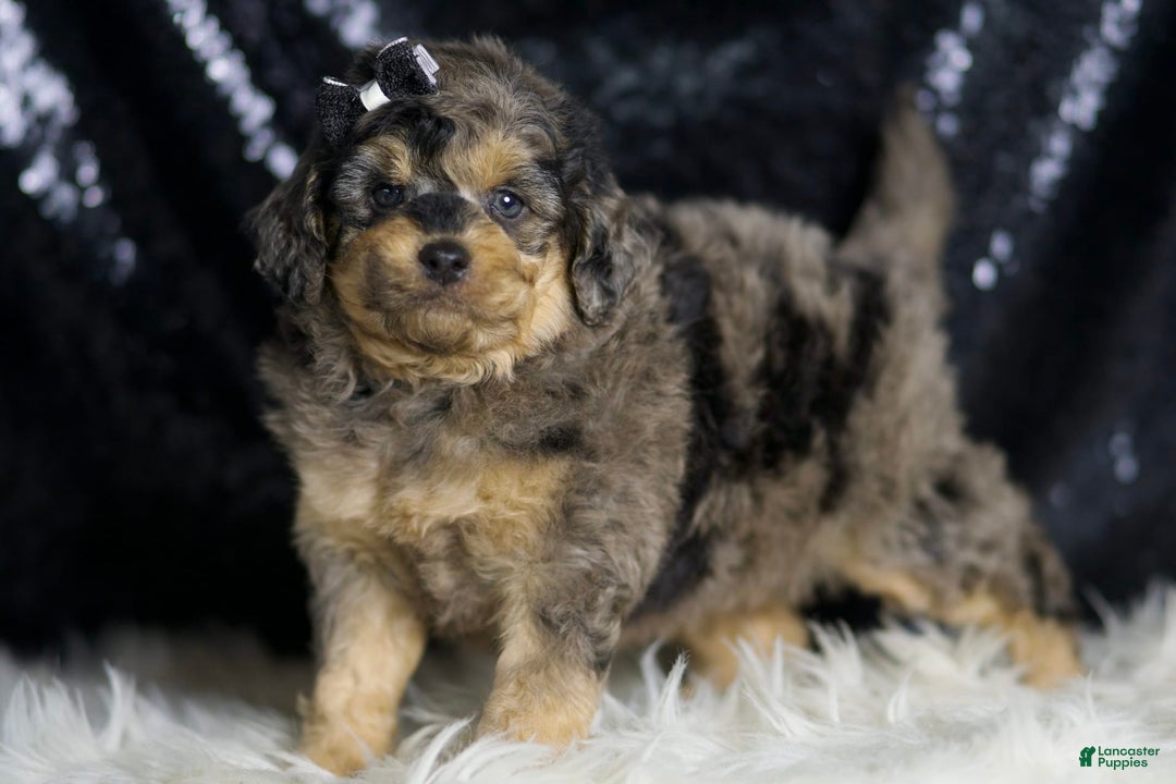 Mini Goldendoodle dogs for sale: Remington - Image 5