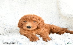  dogs for sale: Mini Goldendoodle 8 puppies - Image 10