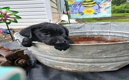 Labrador Retriever dogs for sale: Labrador Retriever 8 puppies - Image 1