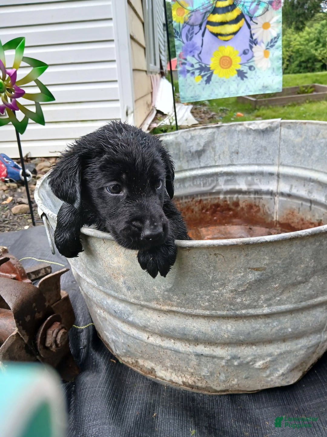 Labrador Retriever dogs for sale: Labrador Retriever 8 puppies - Image 1