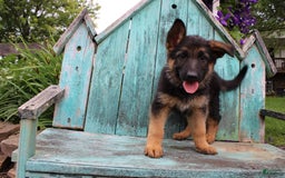 German Shepherd dogs for sale: Bailey - Image 9
