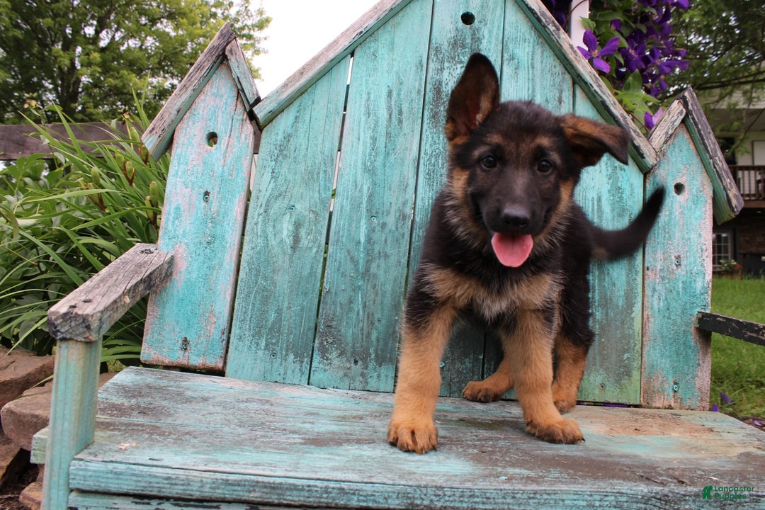 German Shepherd dogs for sale: Bailey - Image 9