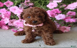 Toy Poodle dogs for sale: Tessa - Image 4