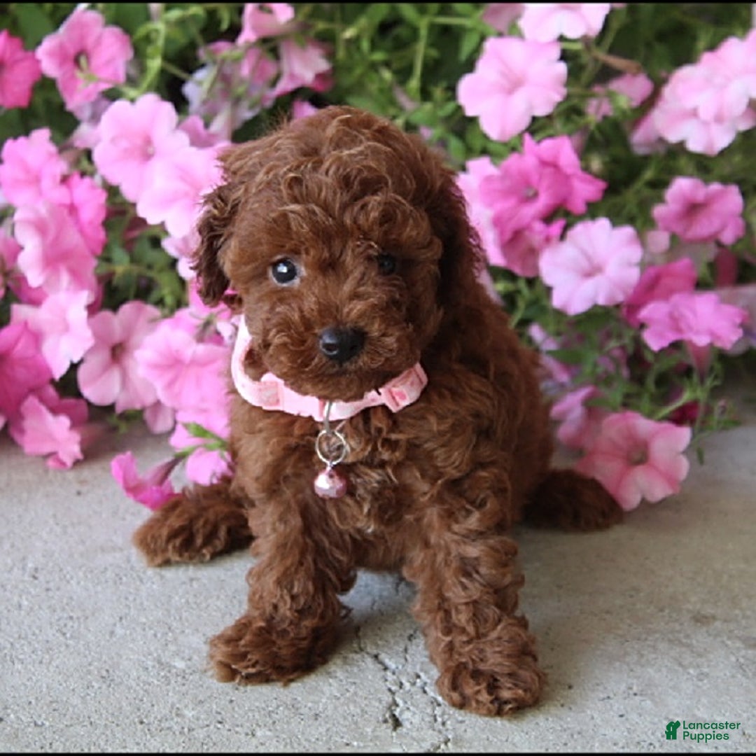 Toy Poodle dogs for sale: Tessa - Image 4