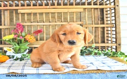 Golden Retriever dogs for sale: Golden Retriever 11 puppies - Image 9