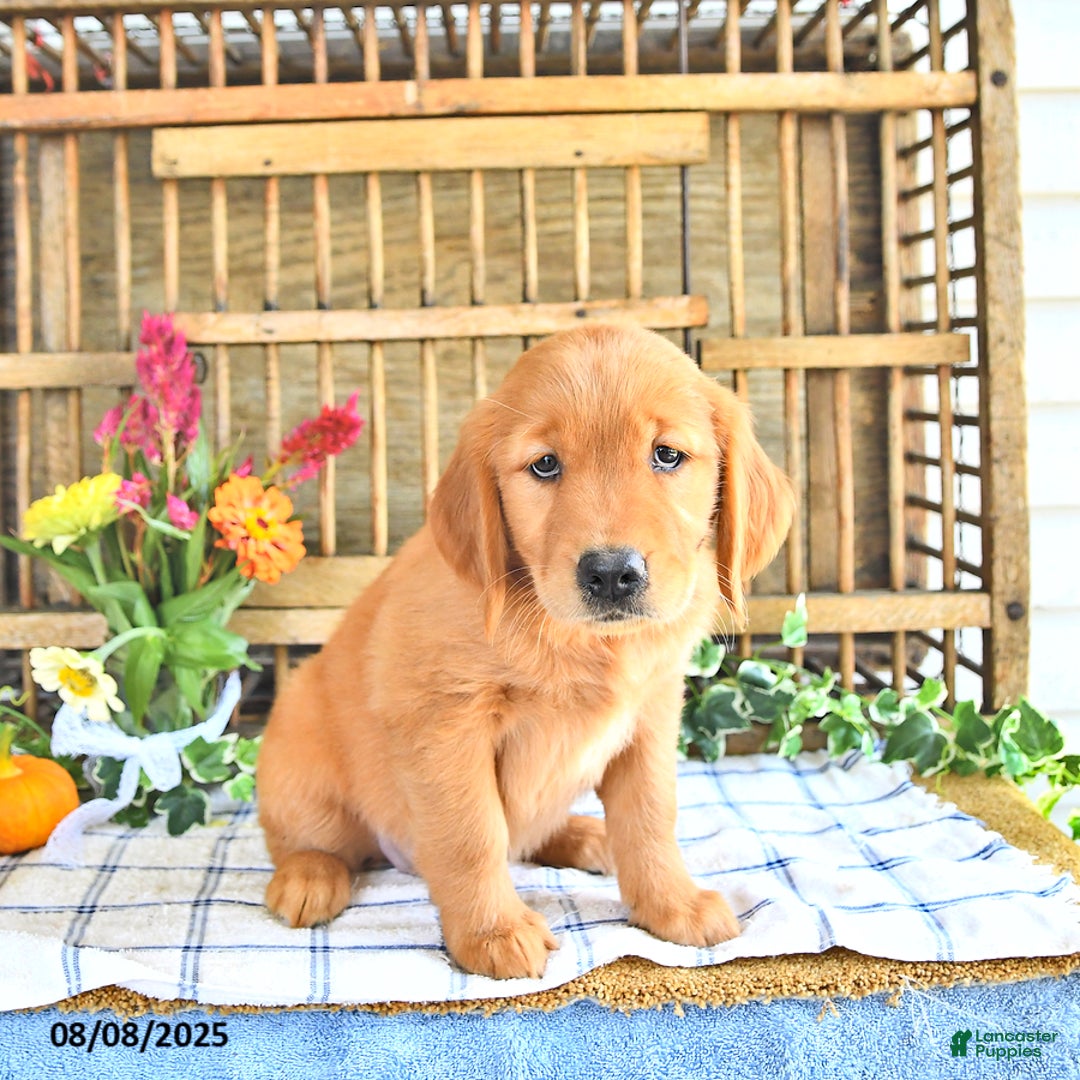 Golden Retriever dogs for sale: Golden Retriever 11 puppies - Image 9