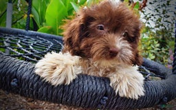 Havapoo dogs for sale: Hero - Image 9