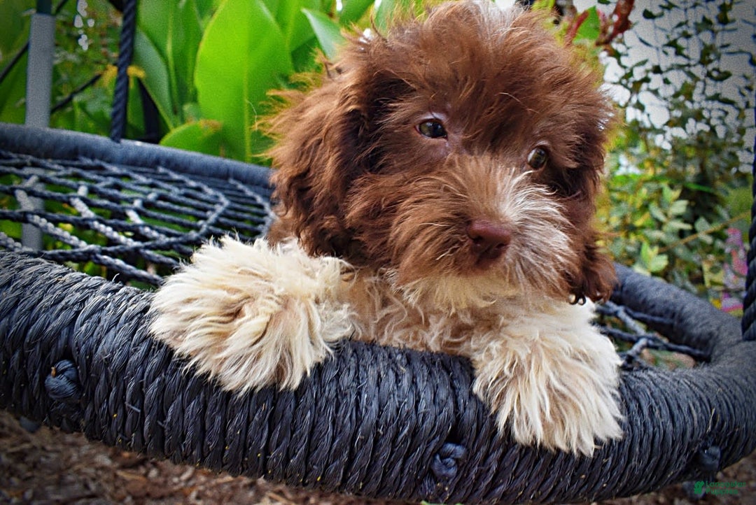 Havapoo dogs for sale: Hero - Image 9