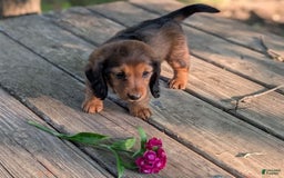 Dachshund dogs for sale: Evie - Image 15