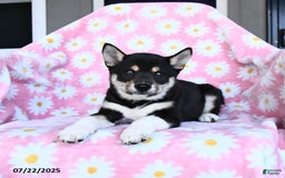 Shiba Inu dogs for sale: Martha - Image 3
