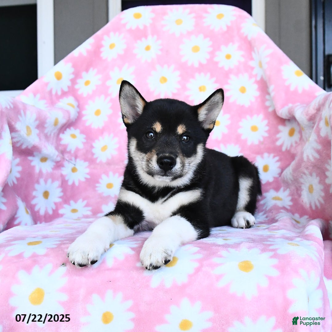 Shiba Inu dogs for sale: Martha - Image 3
