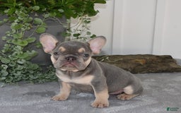 French Bulldog dogs for sale: Millie - Image 7