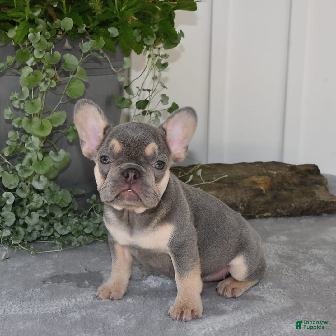 French Bulldog dogs for sale: Millie - Image 7