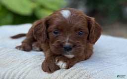 Cavapoo dogs for sale: Lincoln - Image 15