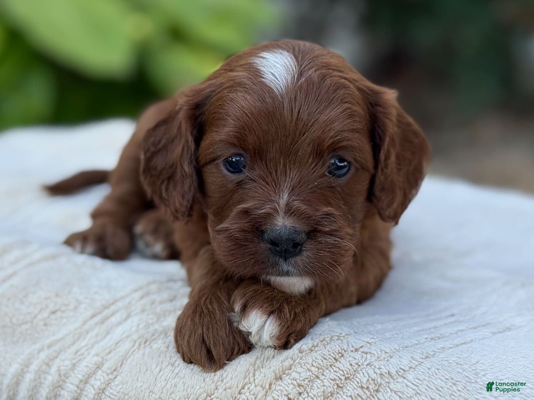 Cavapoo dogs for sale: Lincoln - Image 15