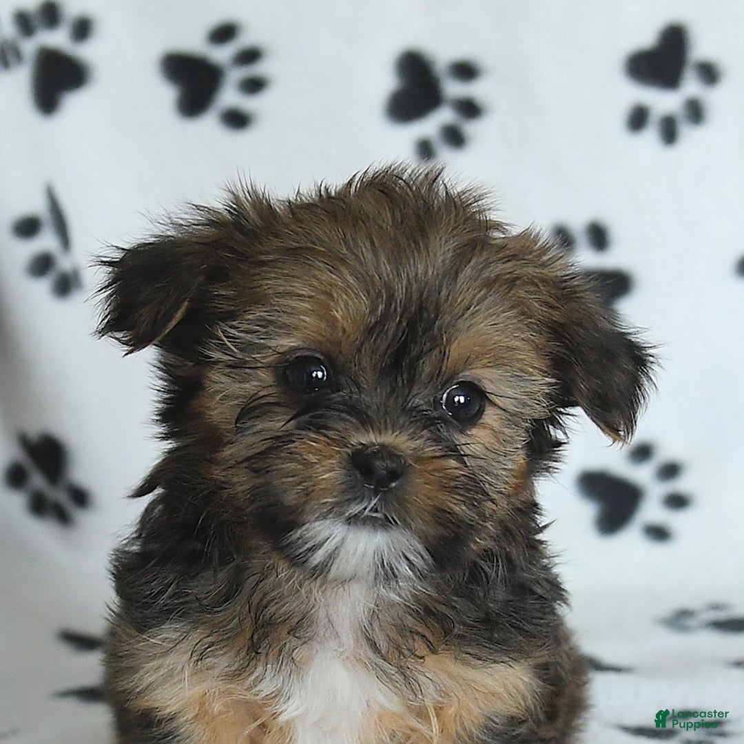 Shorkie dogs for sale: Hudson - Image 6