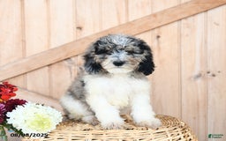 Miniature Poodle dogs for sale: Toby - Image 3