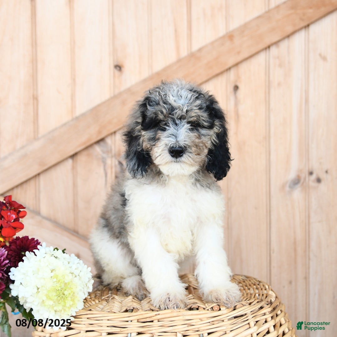 Miniature Poodle dogs for sale: Toby - Image 3