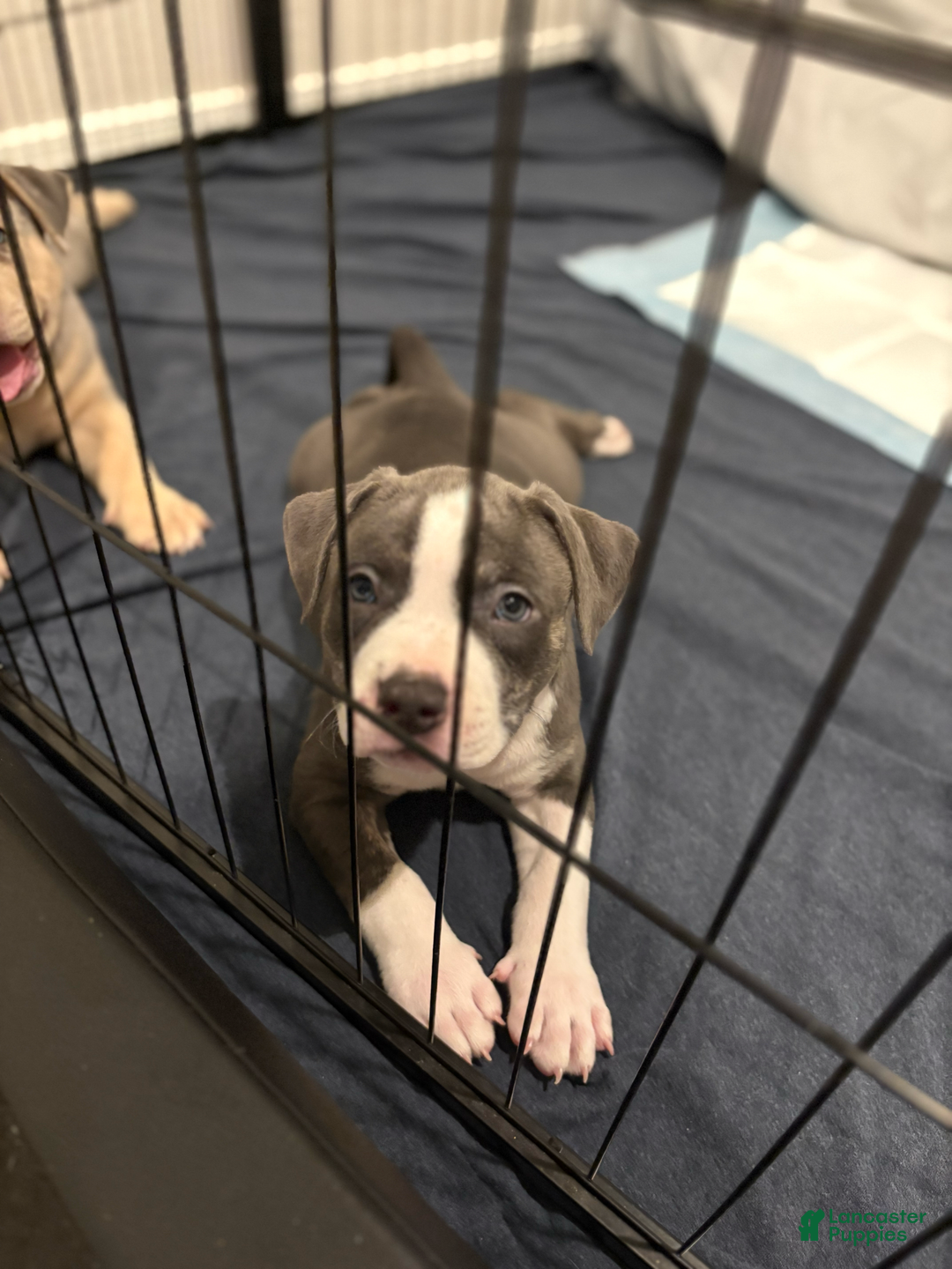 American Bully dogs for sale: Finn - Image 1