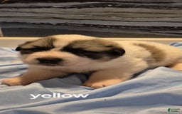 Great Pyrenees dogs for sale: Yellow - Image 13