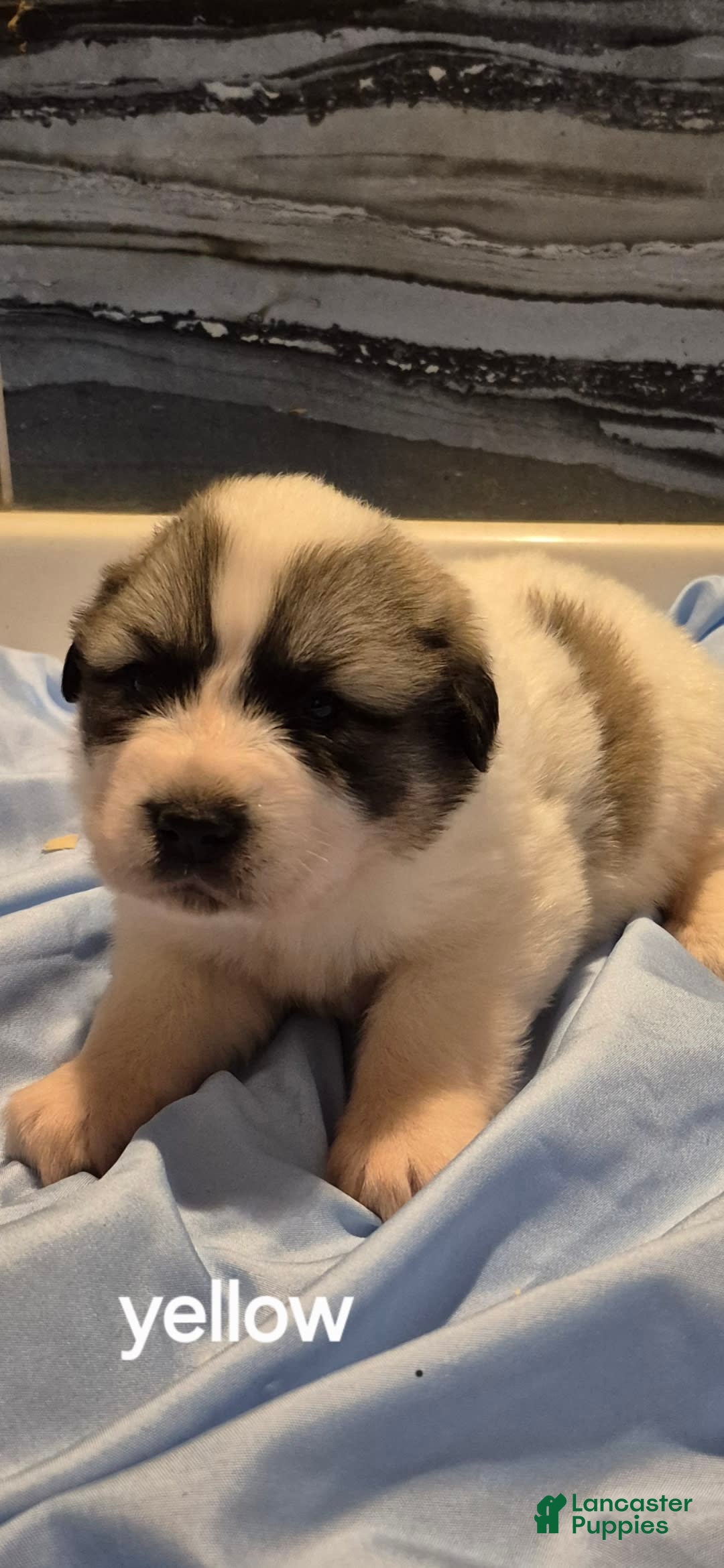 Great Pyrenees dogs for sale: Yellow - Image 13