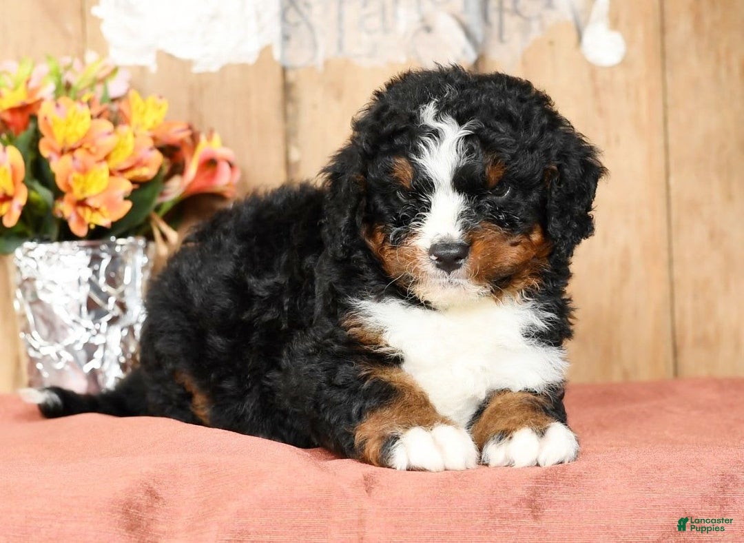 Mini Bernedoodle dogs for sale: Tatum - Image 1