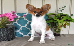 Papillon dogs for sale: Pongo - Image 24