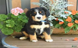 Bernese Mountain Dog dogs for sale: Max - Image 1