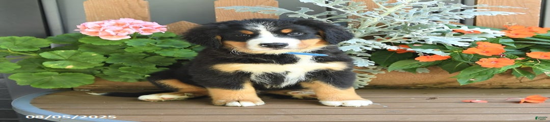 Max