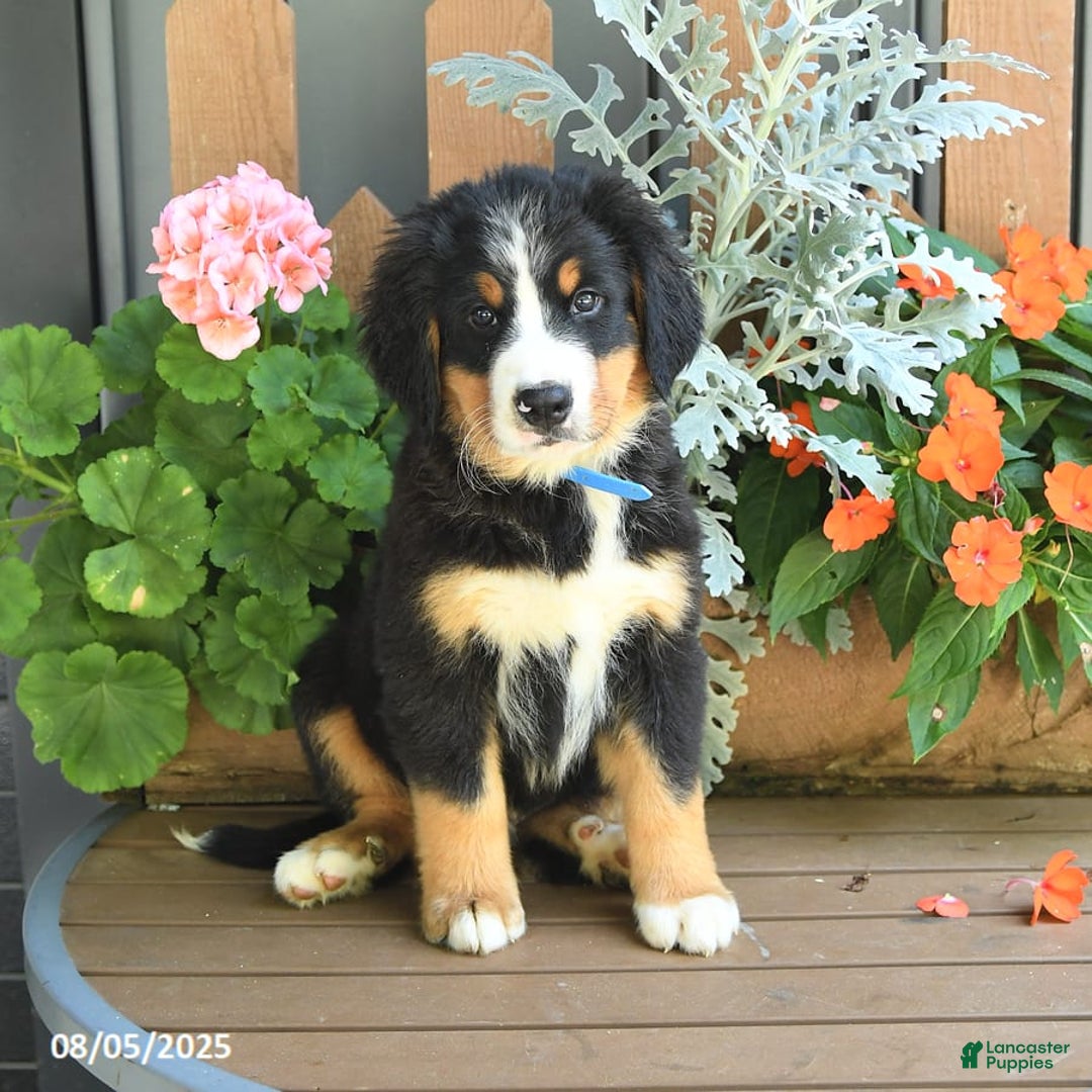 Bernese Mountain Dog dogs for sale: Max - Image 1