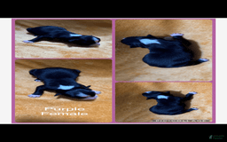 Australian Shepherd dogs for sale: Purple Collar F - Image 1
