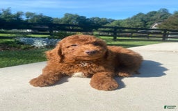 Mini Goldendoodle dogs for sale: Dane - Image 3